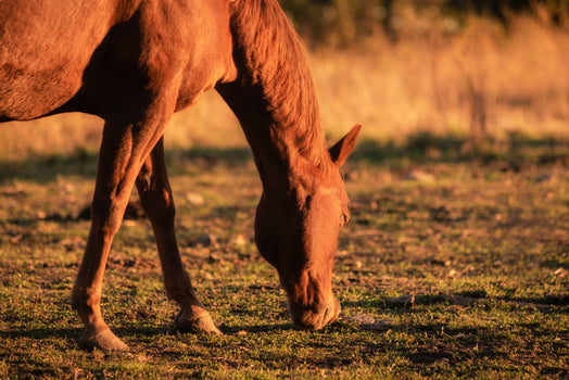The Benefits of Beta-Glucans for Horses