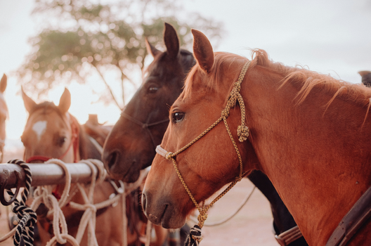 The Big Three: Pre-, Pro-, and Postbiotics for Horses