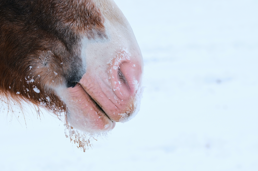 Do Horses Need Electrolytes in the Winter?